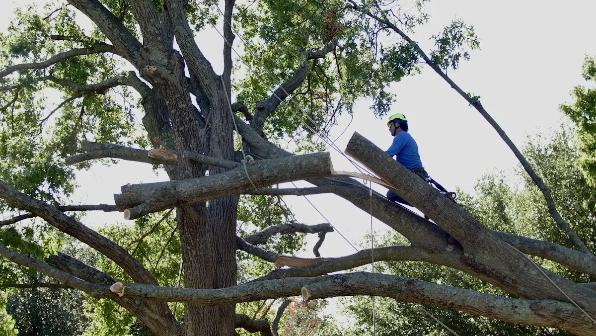 Professional Crown Thinning performed by certified arborists in Lawn